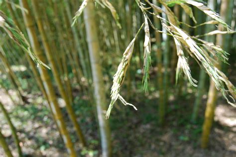 竹子開花|竹類植物介紹